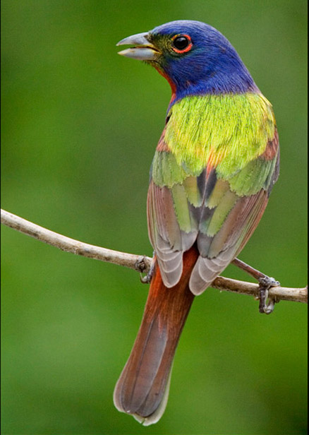  p>丽彩鹀是生活在北美的一种歌鸟, a href="#" data-lemmaid="28736"