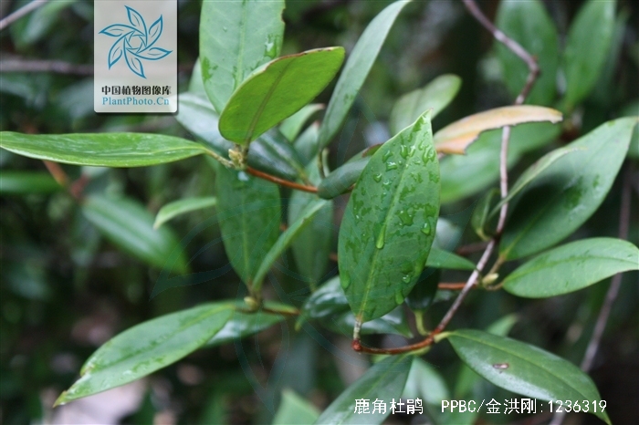  p>鹿角杜鹃(学名: i>rhododendron latoucheae /i> franch.