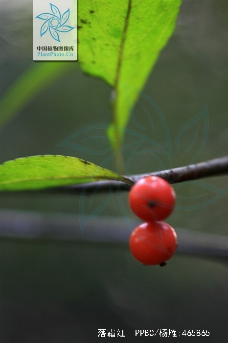  p>落霜红,中药名.