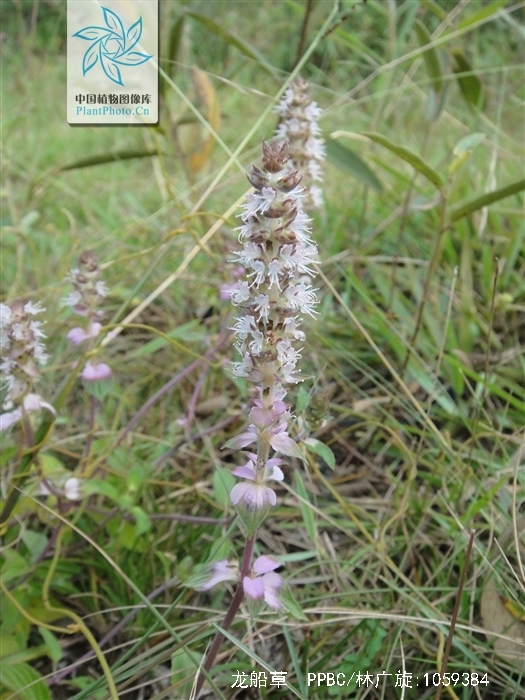  p>草本,直立或近直立,高8—80厘米.