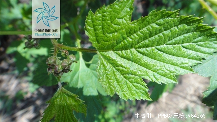 rubus crataegifolius