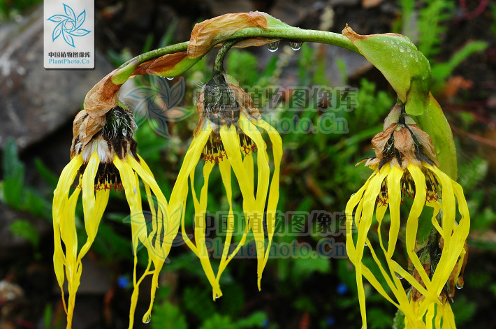 cremanthodlum stenactinium