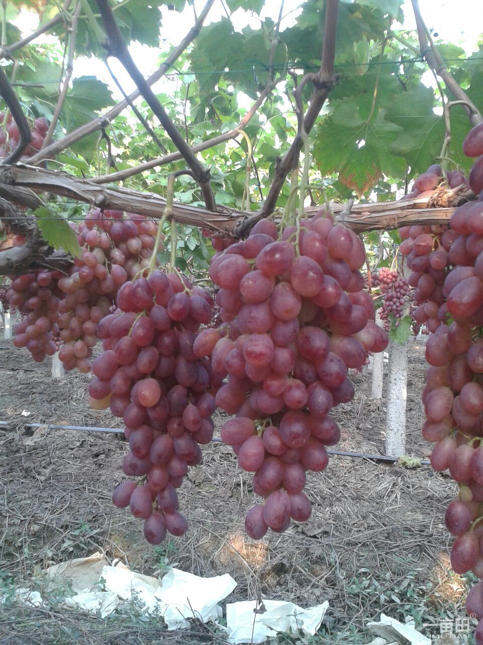 秋红(葡萄品种)