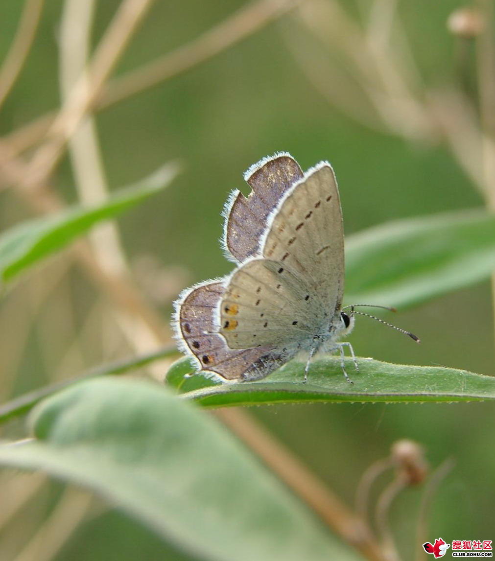 长尾蓝灰蝶