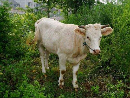 辽宁辽育白牛