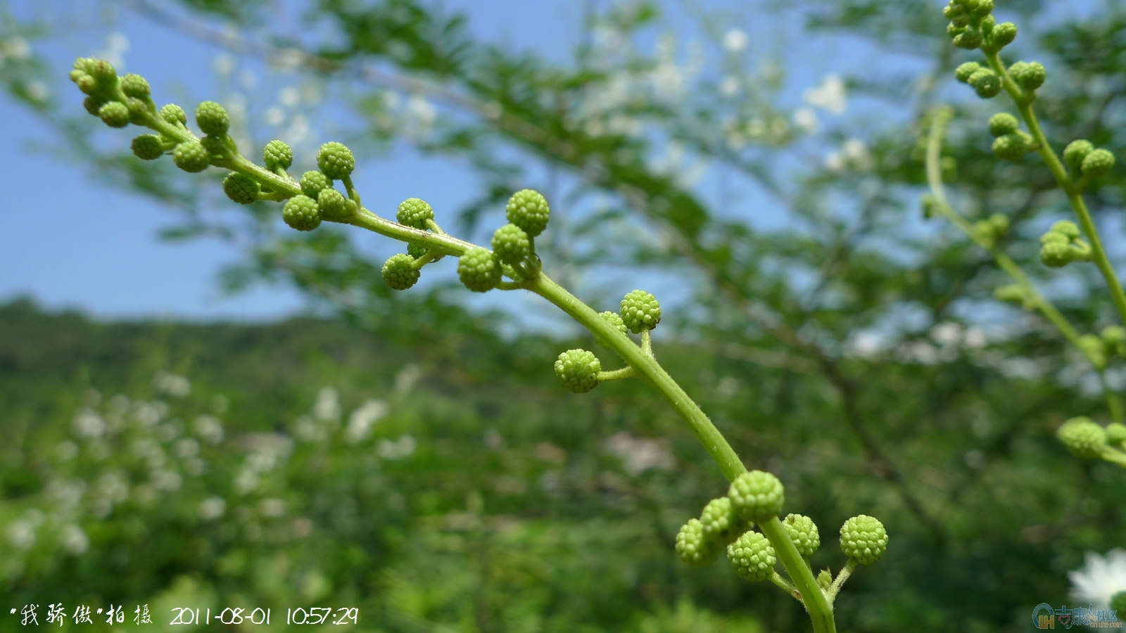  p> a href="#" data-lemmaid="11061729">瘤腺叶下珠 /a>,是 a href=