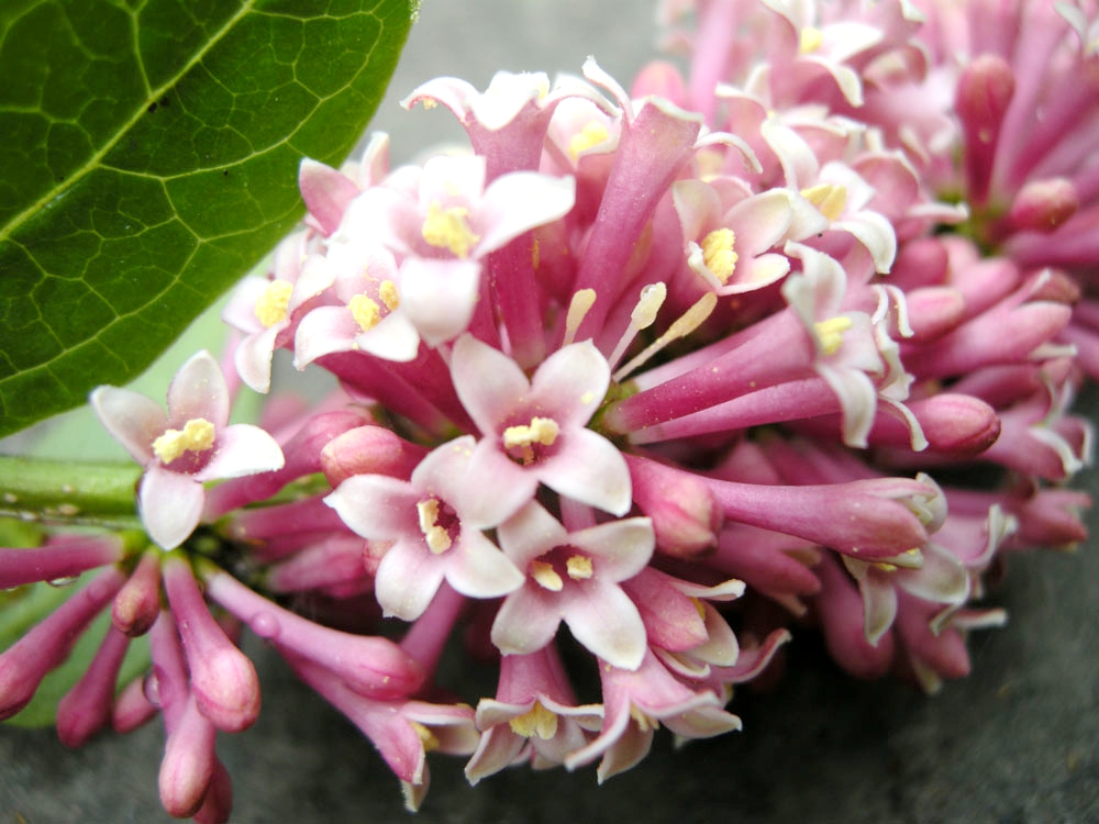  p>四川丁香(学名: i>syringa sweginzowii /i> koehne et lingelsh.