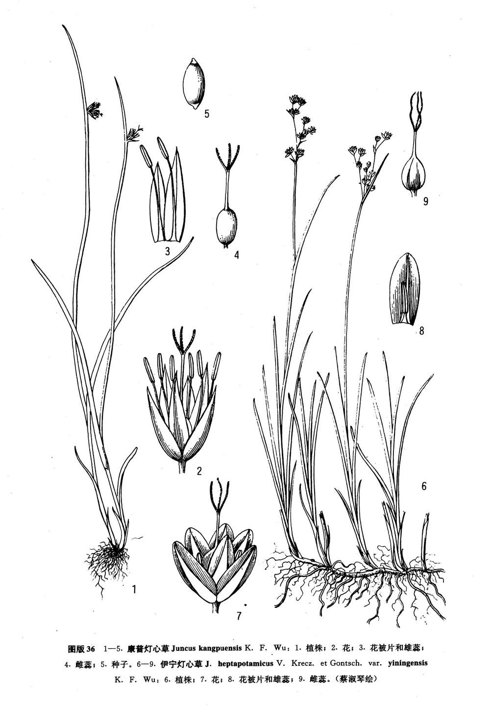  p>康普灯心草,灯心草科 a href="#">灯心草属 /a>植物.