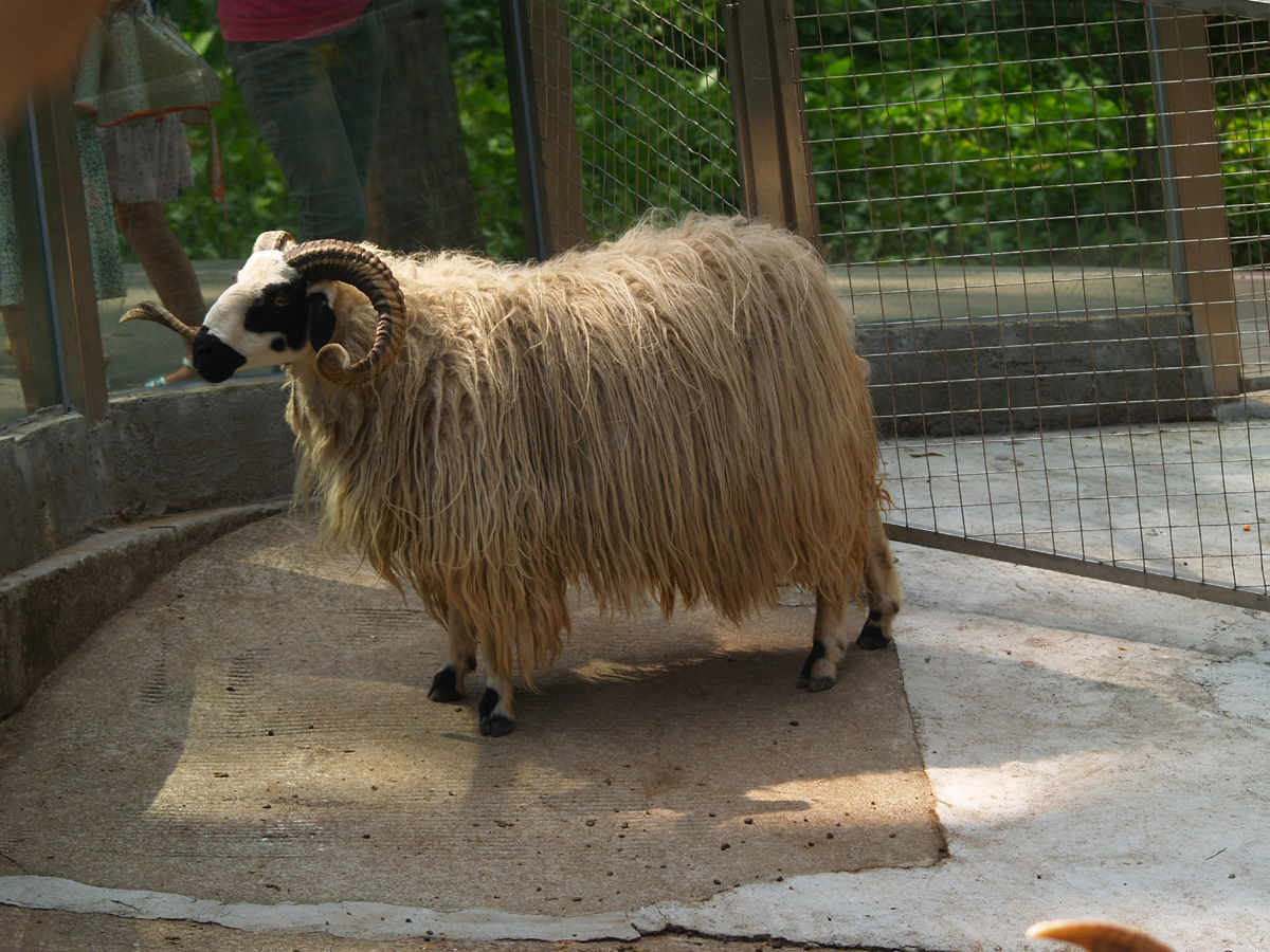 长毛羊