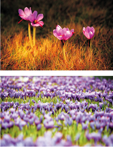 寿仙谷西红花铁皮枫斗膏