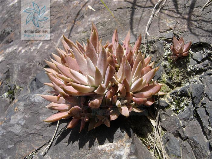  p>瓦松属(学名:orostachys (dc.) fisch.