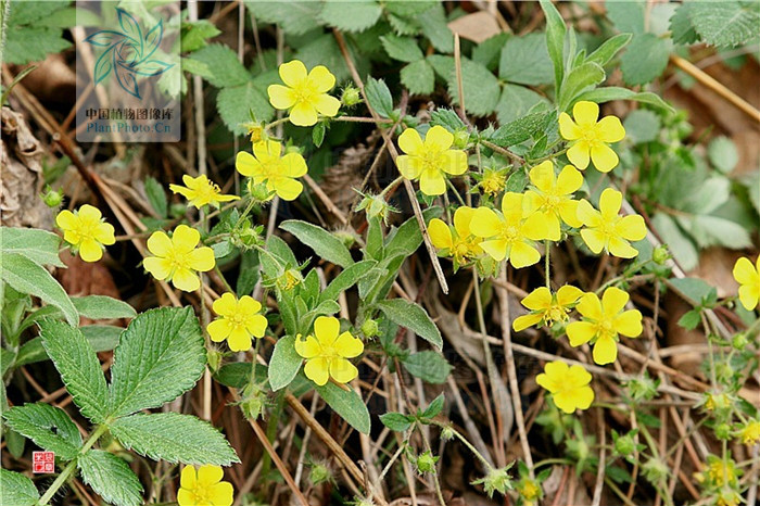  p>细裂委陵菜,为蔷薇科 a href="#" data-lemmaid="3050807">委陵菜