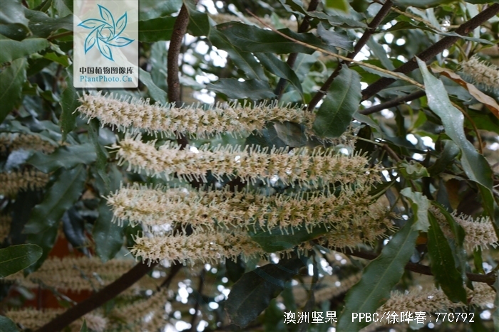 macadamia ternifolia f. muell.