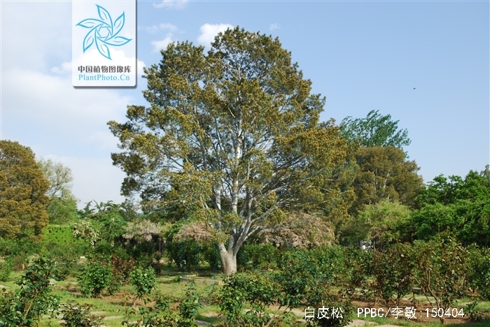 pinus bungeana zucc. ex endl.