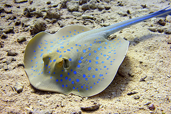  p>古氏魟(学名: i>dasyatis kuhlii /i>)的魟科,魟属的一种鱼类.