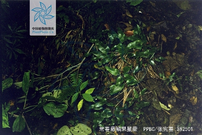 常春藤鳞果星蕨