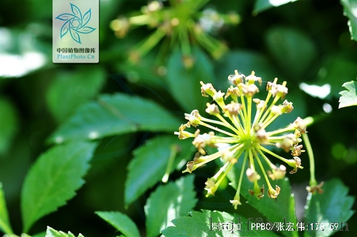  p>刺五加(拉丁学名: i>acanthopanax senticosus  /i>(rupr. maxim.