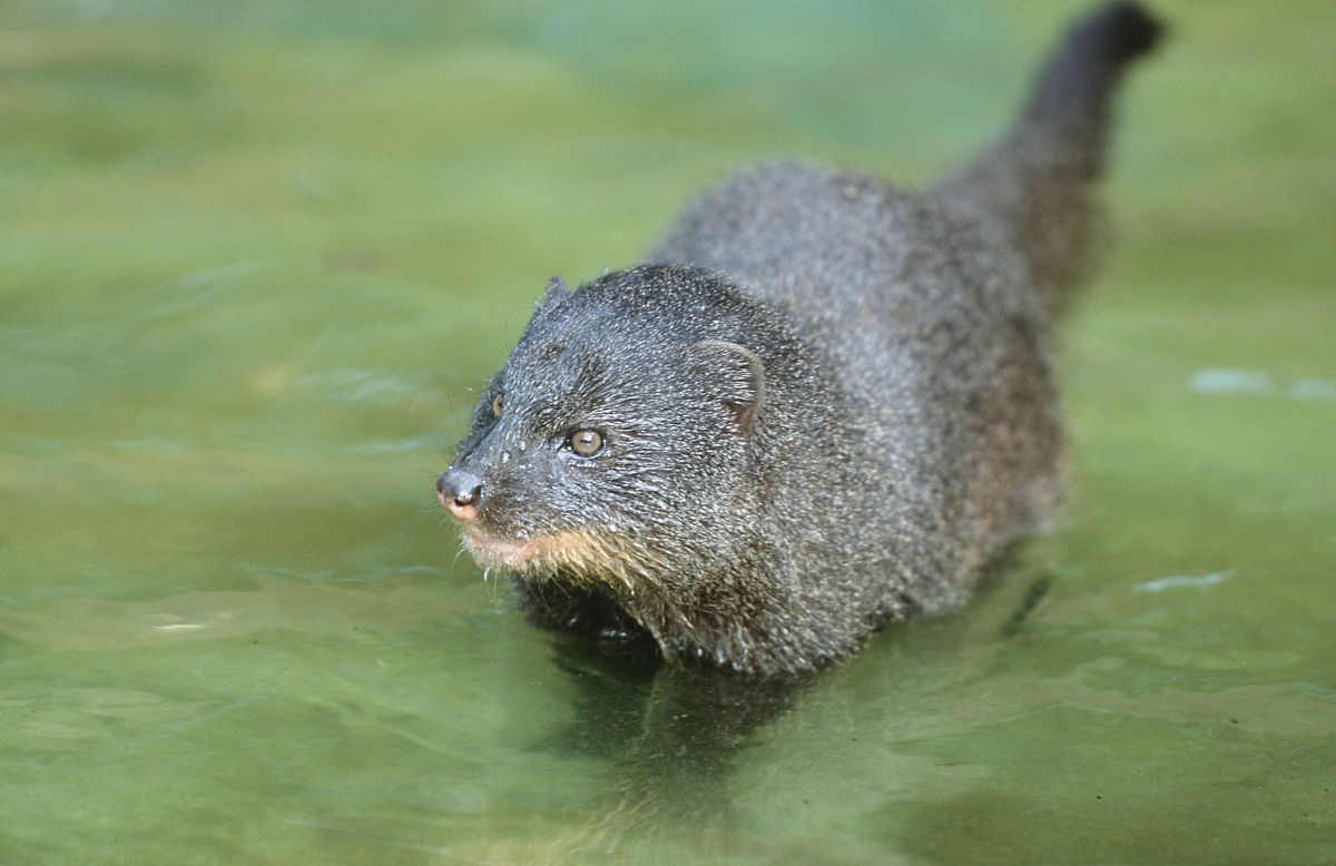 paludinosus) 是一种中等体型的 a target="_blank" href="/item/獴科