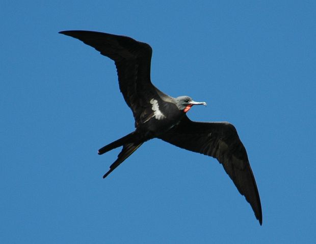  p>军舰鸟(学名:fregata)是 a target="_blank"