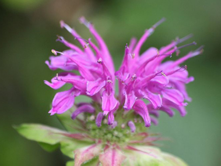 “草原”美国薄荷