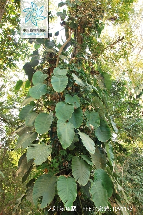  p> b>大叶崖角藤 /b>(学名: i>rhaphidophora megaphilla /i>):为 a>