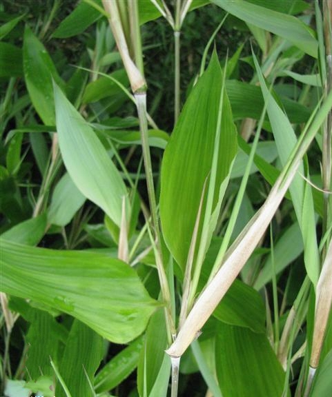  p data-id="tbb8gmtflh5a">鹅毛竹( i>shibatae