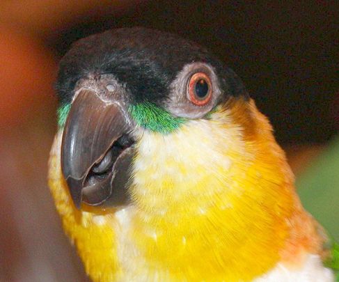  p>黑头凯克鹦鹉(学名:pionites melanocephalus)2种亚种.