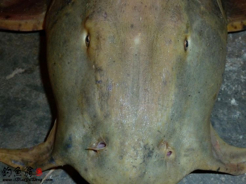 p>坦克鸭嘴鱼 (goonch catfish),是一种巨大的捕食性 a href="#"