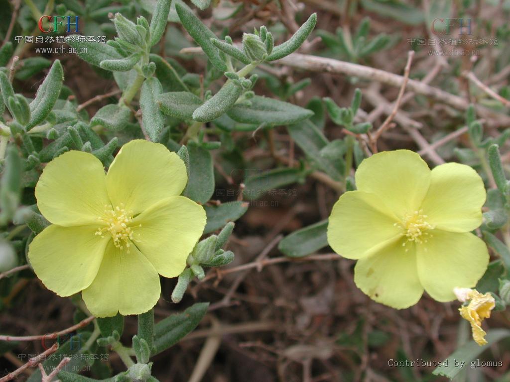  p>半日花属(拉丁文:helianthemum mill.