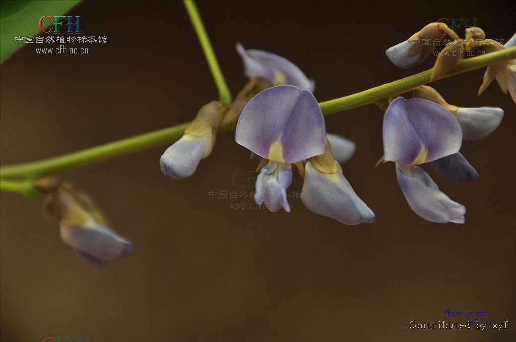  p>豆薯属(学名: i>pachyrhizus&nbsp;rich /i>. ex dc.