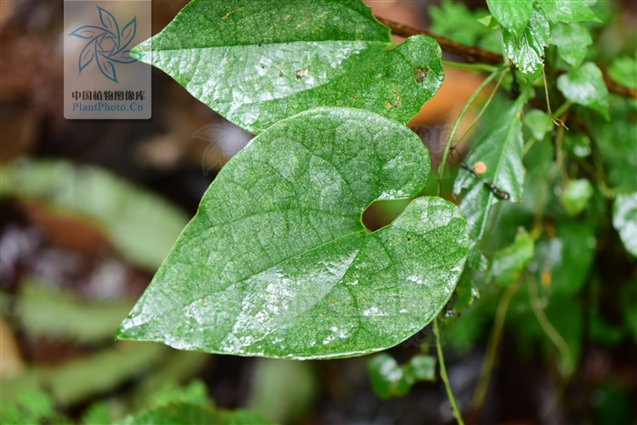  p>苞叶马兜铃 aristolochia chlamydophylla,又称十八钻, a href="#"