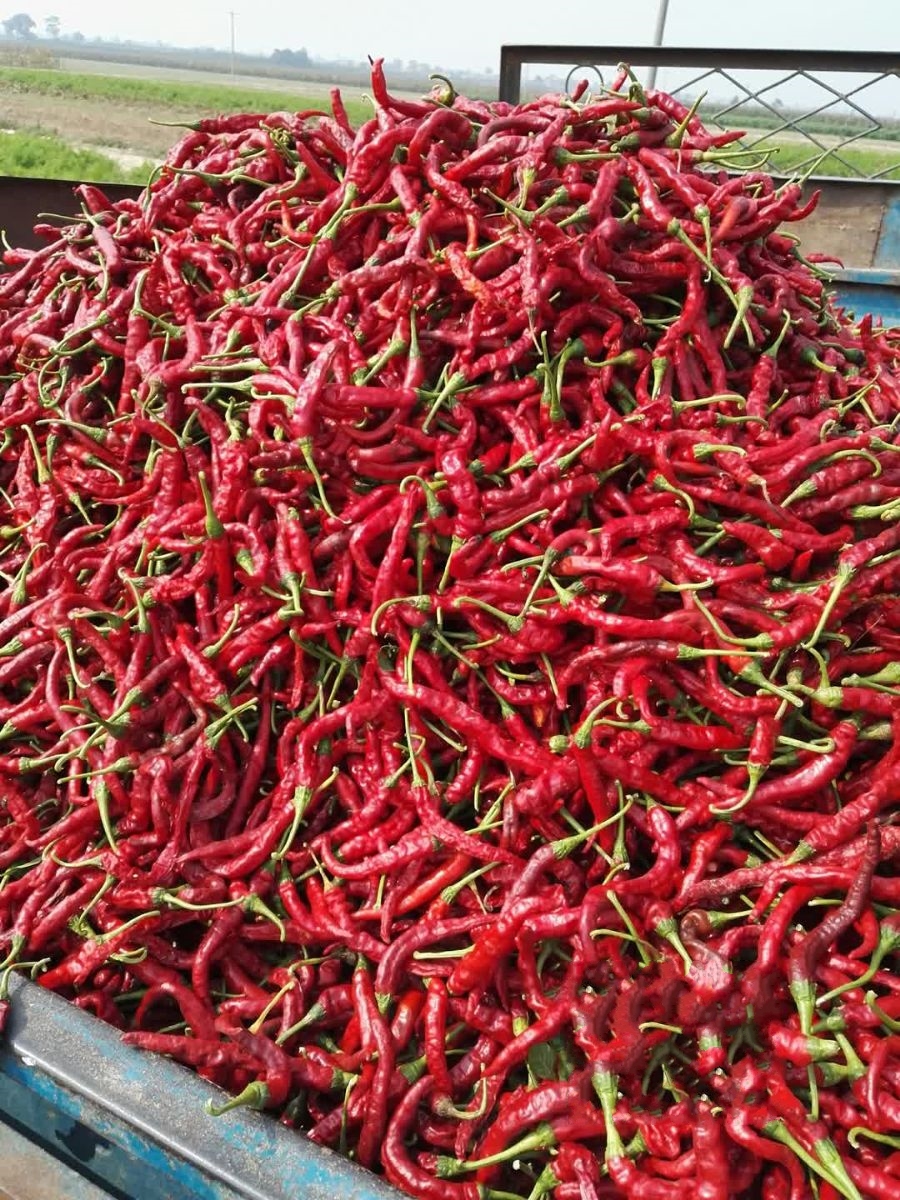  p>沙底辣椒,陕西省渭南市 a target="_blank" href="/item/大荔县