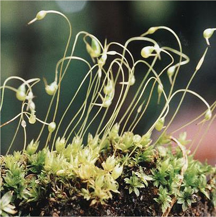  p>茎叶体具有维管束分化的植物体称为茎叶体.是叶状体的对应词. /p>