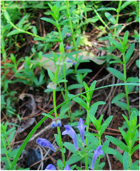 中草药直萼黄芩