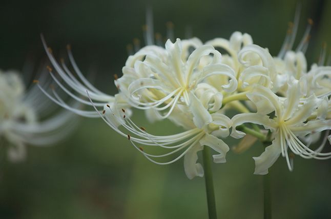  p>白花石蒜(学名: i>lycoris radiata  /i>var.