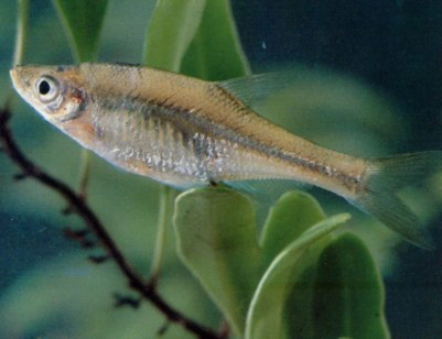  p>大眼华鳊,体高,侧扁,头后背部隆起,腹部明显下凸,尾柄短而高,从