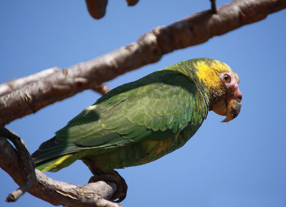  p>黄脸亚马逊鹦鹉(学名:alipiopsitta xanthops)是典型的 a href="#"