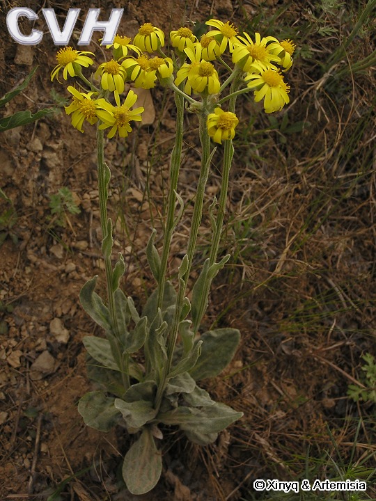  p data-id="go17qu48h9">狗舌草( i>tephro