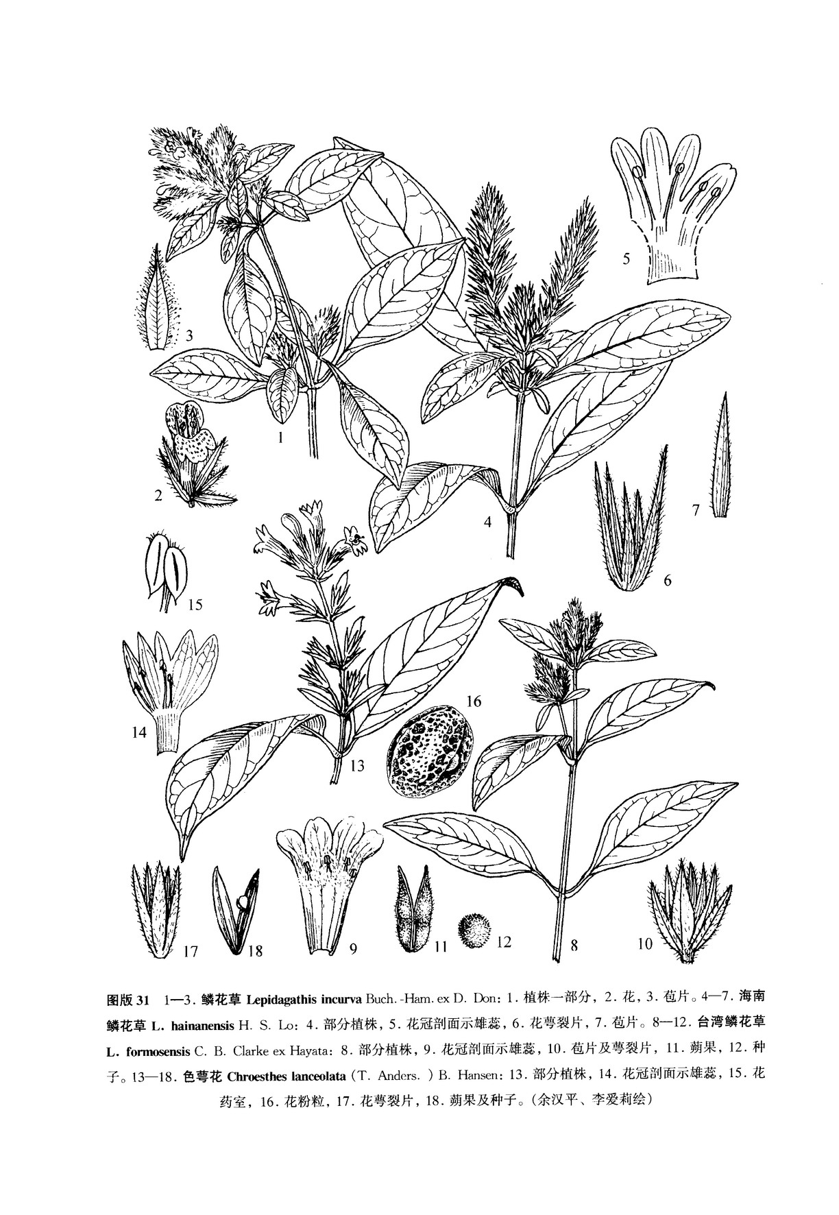 lepidagathis hainanensis lo