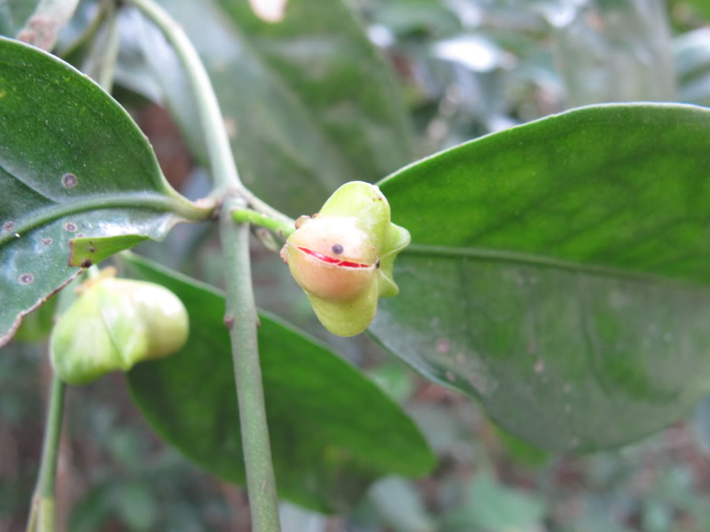 是卫矛科卫矛属植物.
