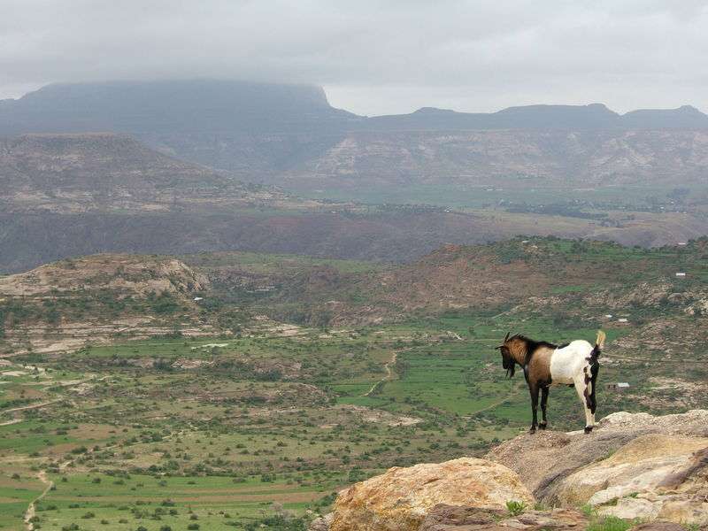ethiopian highland