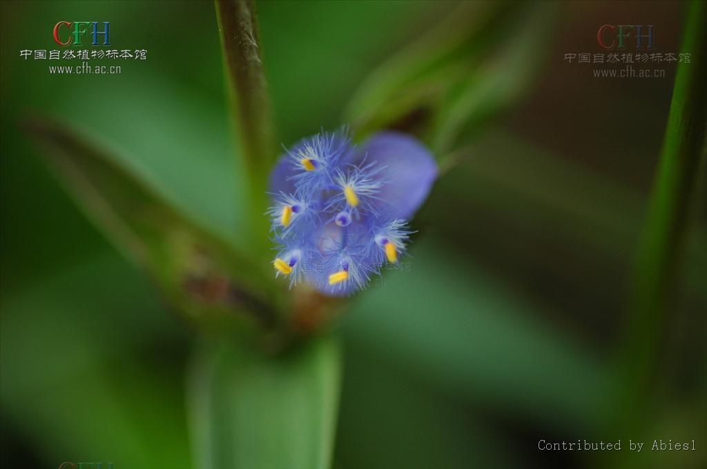  p>蓝耳草属( a target="_blank" href="/item/学名/8074290" data