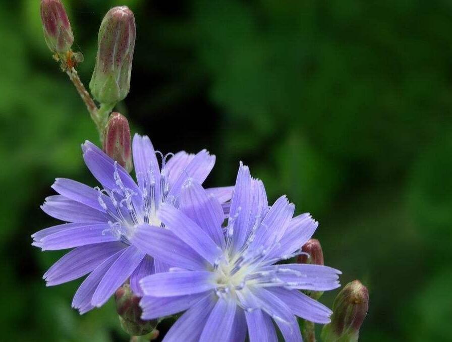 是菊科乳苣属植物,全部叶质地稍厚,两面光滑无毛,总苞圆柱状或楔形