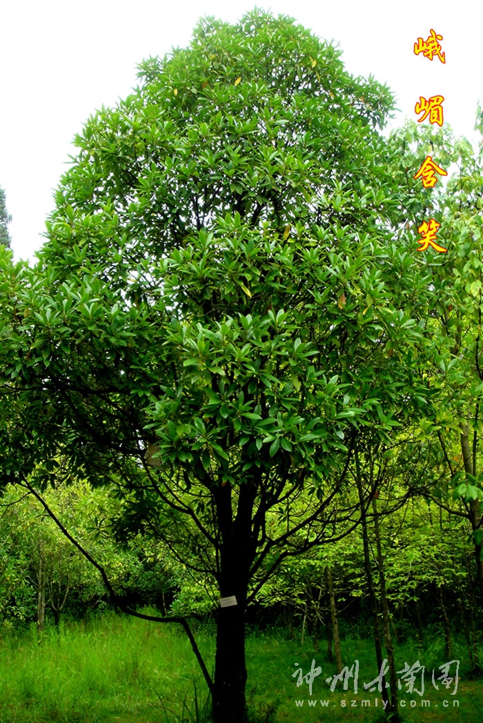  p>峨嵋含笑(学名: i>michelia wilsonii  /i>finet et gagn.