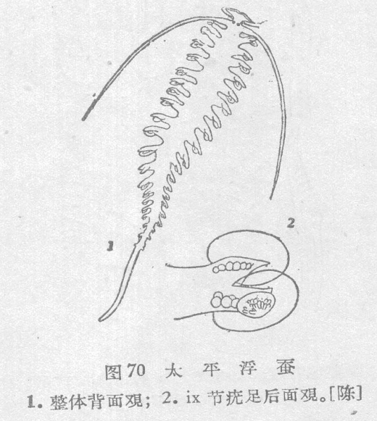 太平浮蚕_百度百科