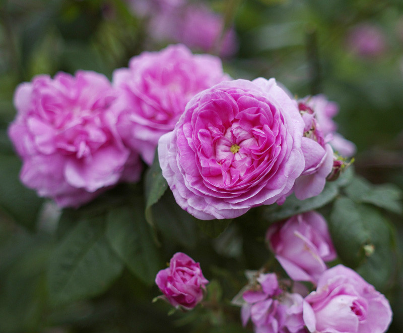  p>百叶蔷薇(学名: i>rosa centifolia /i>  l.