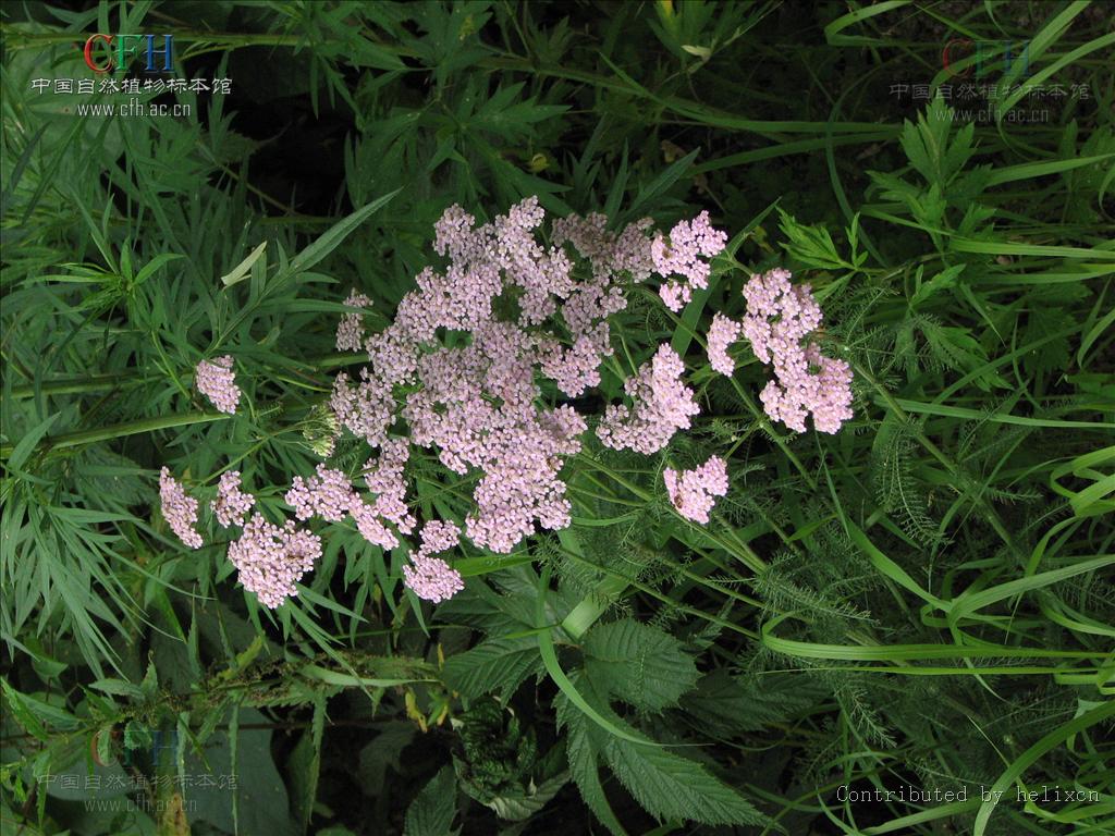  p>中文学名亚洲蓍,拉丁学名achillea asiatica,分布区域;中国东西