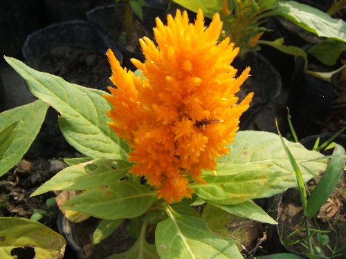 这类植物自花授粉时,常有