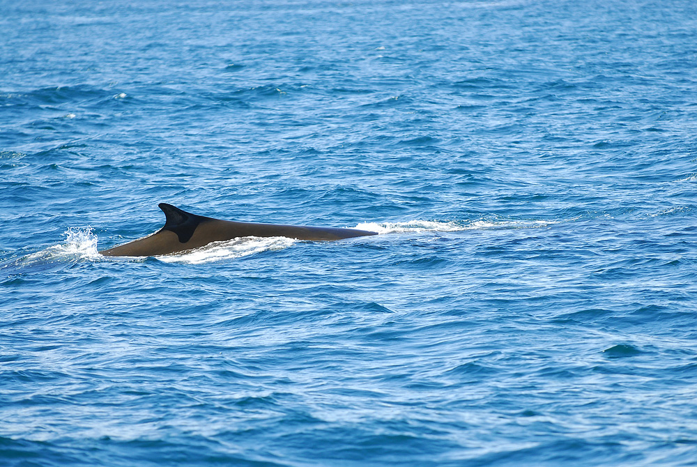  p>露脊鲸 i>(拉丁学名:eubalaena japonica) /i>,是 a target="