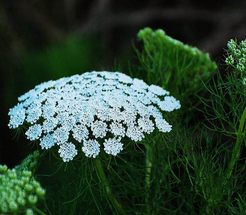 cnidii monnieri fructus